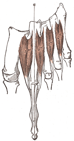 Dorsal Interossei of the Foot1